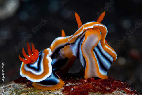 Nudibranch (sea slug) - Magnificent Chromodoris -Chromodoris magnifica mating. Underwater macro world of Tulamben, Bali, Indonesia.