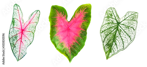 Isolated Alocasia Caladium leaf on white background with clipping paths. © Sophon_Nawit
