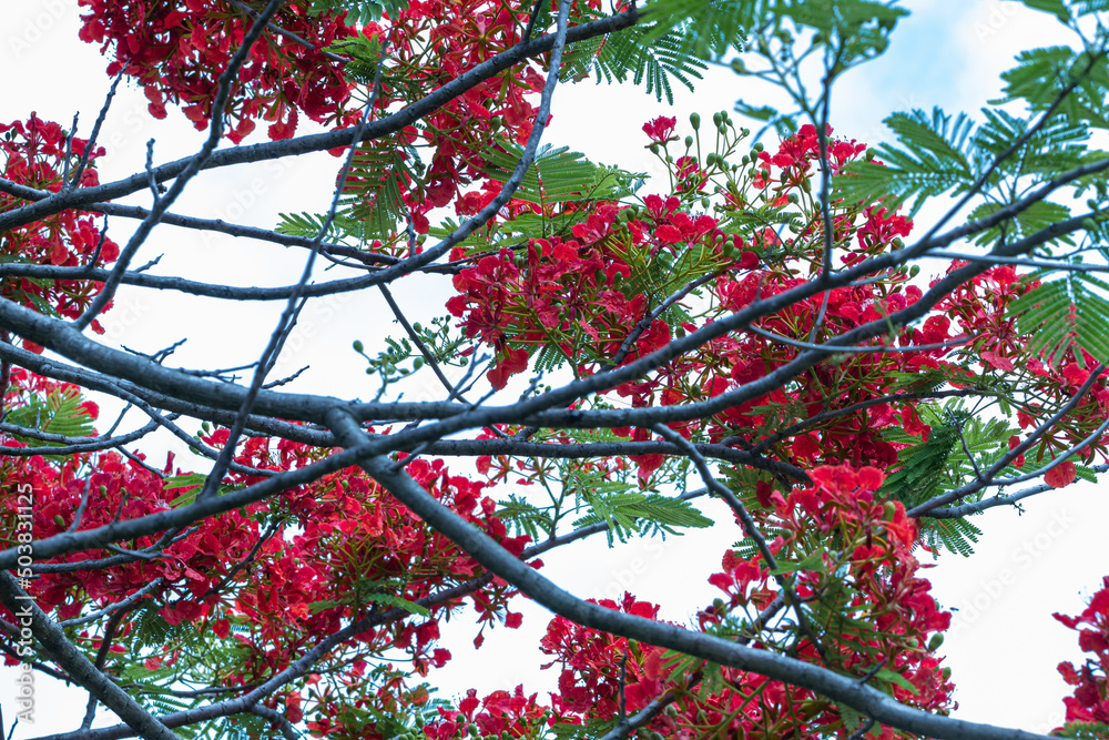 Selective focus colorful Delonix Regia flower in the sky background.Also called Royal Poinciana, Flamboyant, Flame Tree.