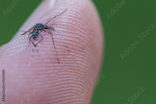 Close up of a dead mosquito on a human skin.