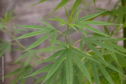 Selective focus fresh cannabis leaf background on the garden.Marijuana plant.