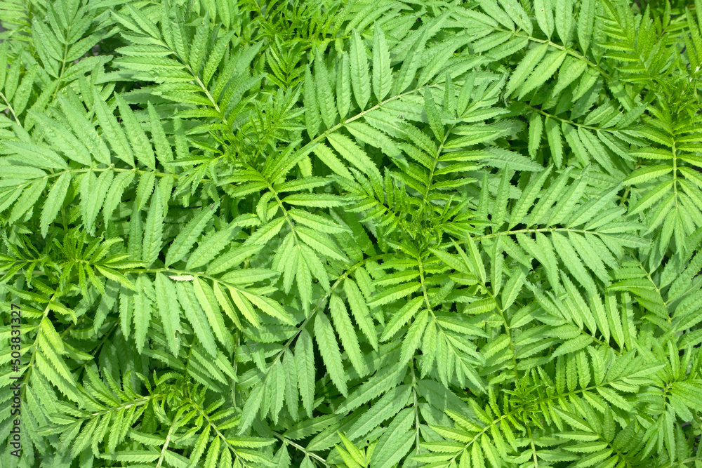 Green leaves pattern for nature Background. Green leaves pattern for nature Background.