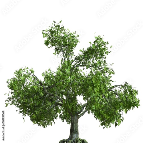 Summer tree 3d illustration isolated on white background © elenaed