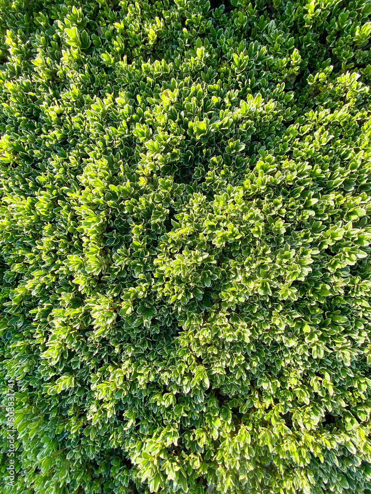 fresh cut ornamental vertical garden hedge landscaping gardening pruned leafy formal gardens shrubbery pruning bush