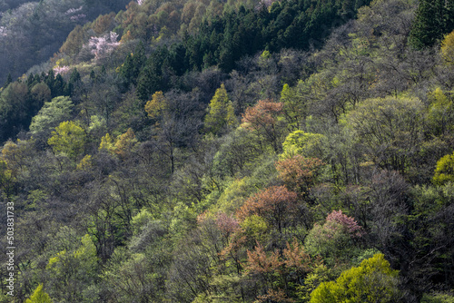 早春 芽吹き 高山市奥飛騨温泉郷