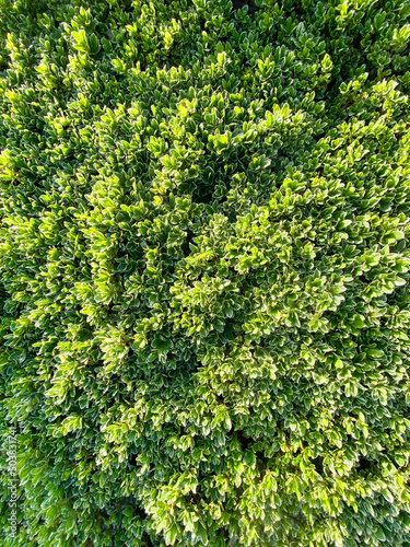 Photo fresh cut ornamental vertical garden hedge landscaping gardening pruned leafy fo