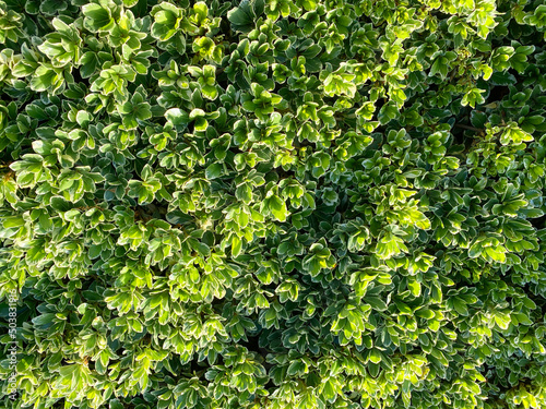 Obraz na plátně closeup fresh cut ornamental vertical garden hedge gardening pruned leafy formal