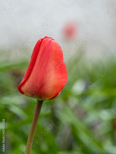 close up of one single red tulip bud with blurry green background