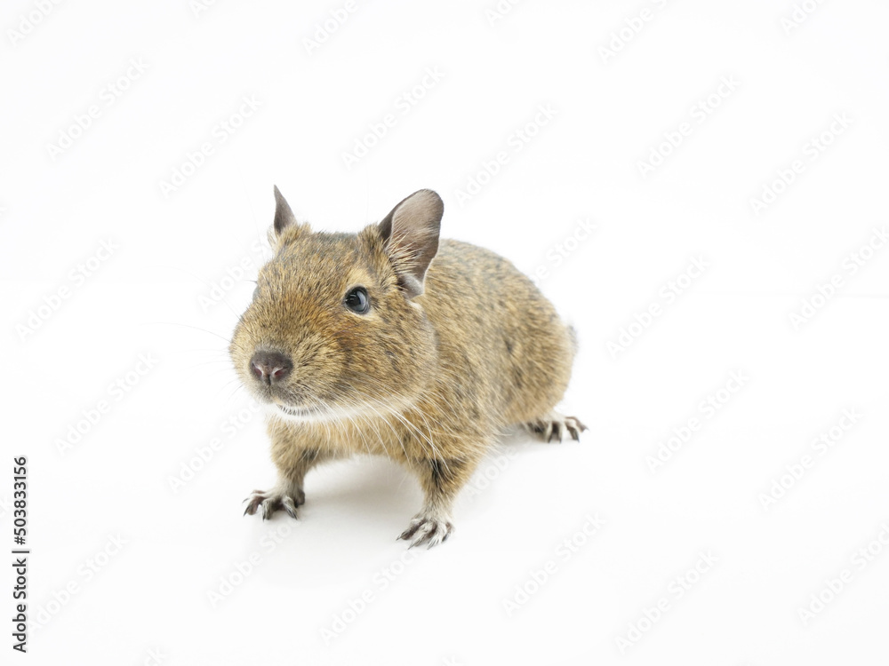 Obraz premium 興味深々でカメラに近寄るデグー