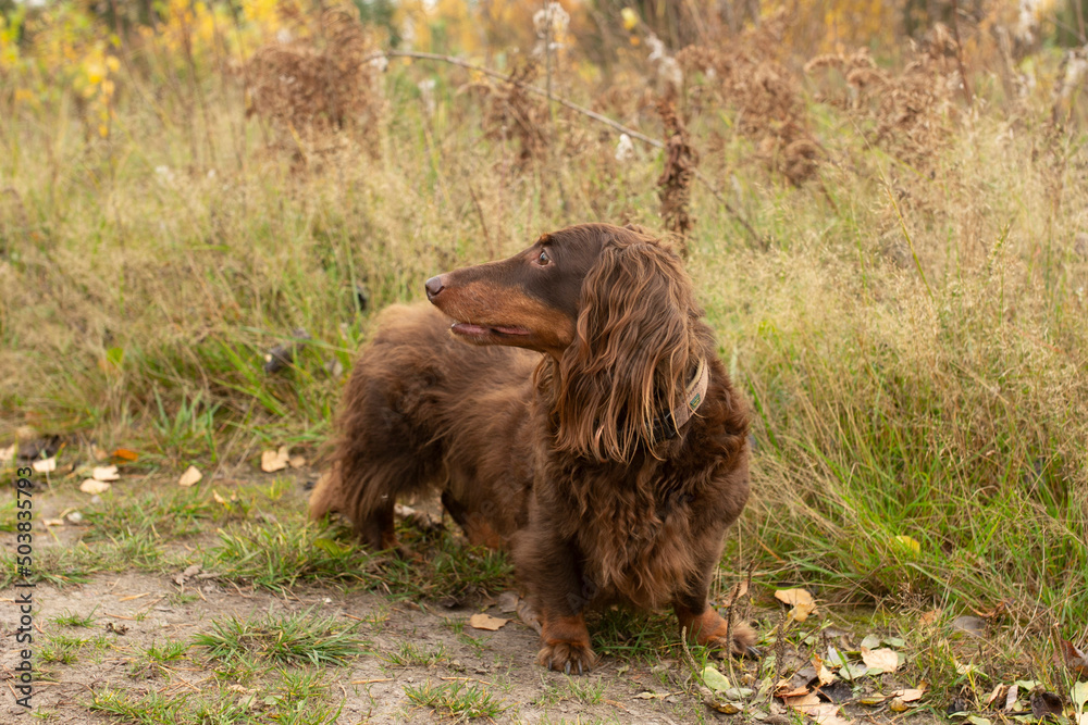 Long haired brown dachshund sitting in the grass Long haired brown dachshund sitting in the grass