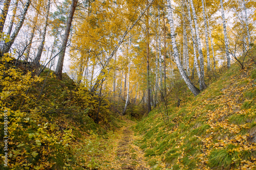 Autumn forest with yellow trees in cloudy day. Path between grassy hills strewn with fallen leaves. Peaceful natural landscape. Autumn forest with yellow trees in cloudy day. Path between grassy hills strewn with fallen leaves. Peaceful natural landscape.
