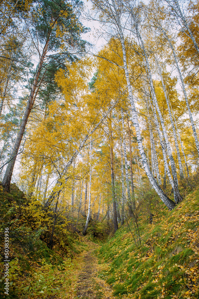 Fototapeta premium Autumn forest with yellow trees in cloudy day. Path between grassy hills strewn with fallen leaves. Peaceful natural landscape.