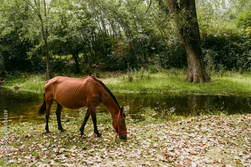 Caballo pastando en las orillas del río Amboy, en las sierras de Córdoba. photo