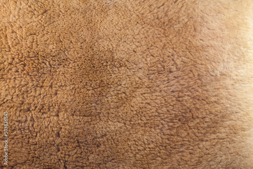 Kangaroo leather background