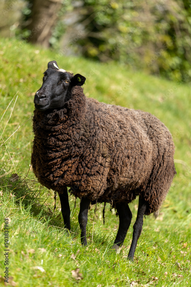 Close up of a black and white sheep standing on a grassy hillside Close up of a black and white sheep standing on a grassy hillside
