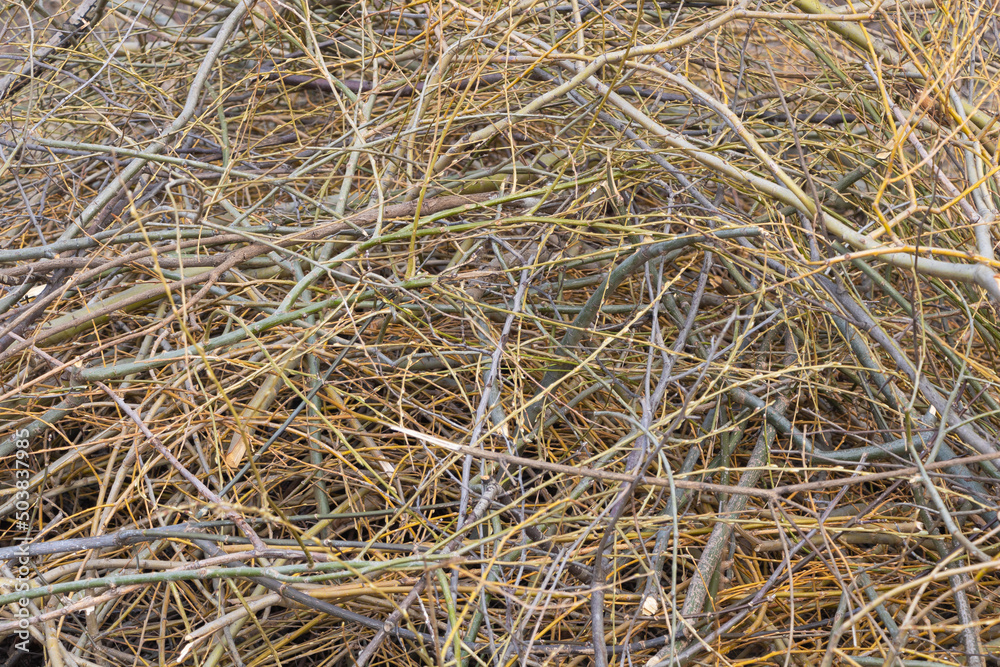 Texture of cleaned branches from trees in spring Texture of cleaned branches from trees in spring