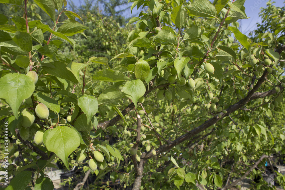 Plums hanging on branches on a farm. Plums hanging on branches on a farm.