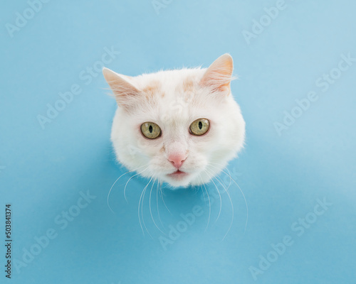 The muzzle of a white fluffy cat peeking out of a hole in a blue background. 
