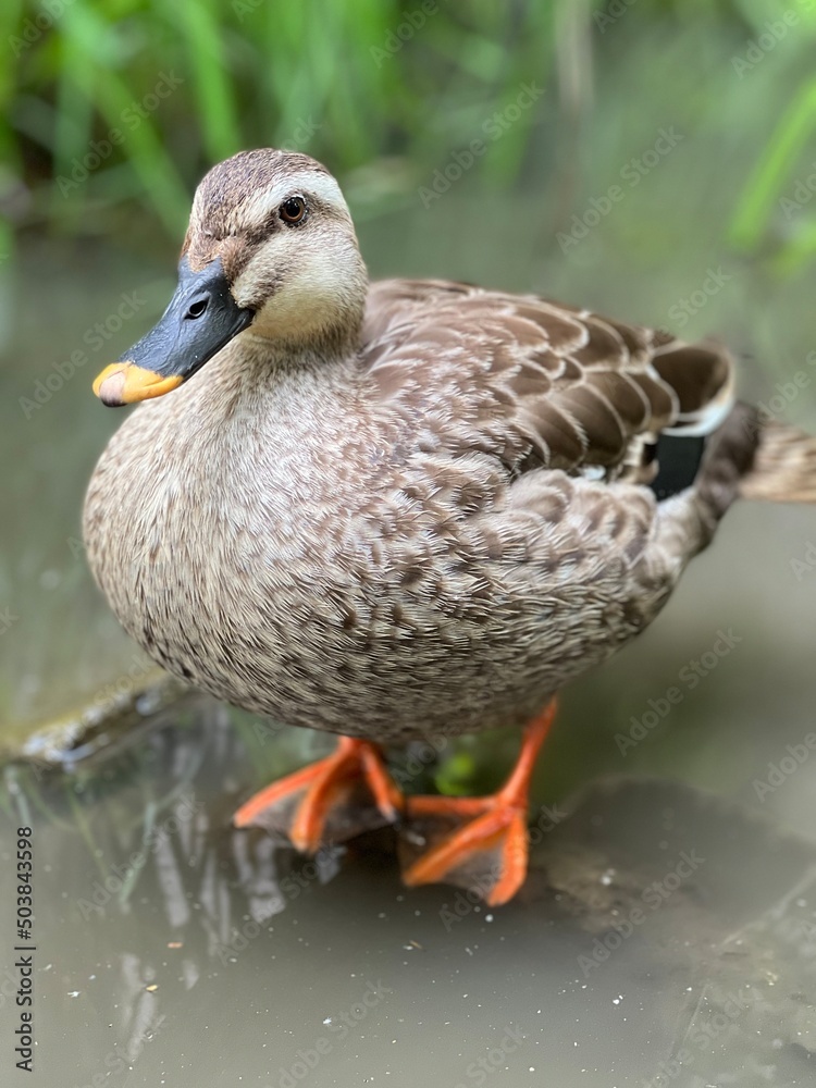 duck on the water duck on the water