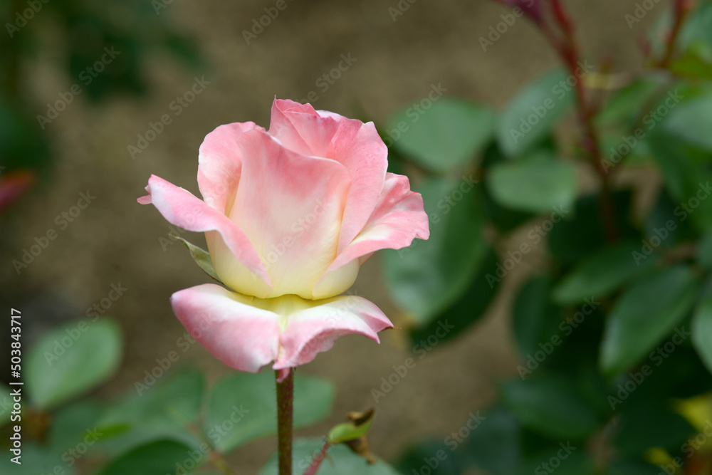 ダイアナ・プリンセス　バラの花