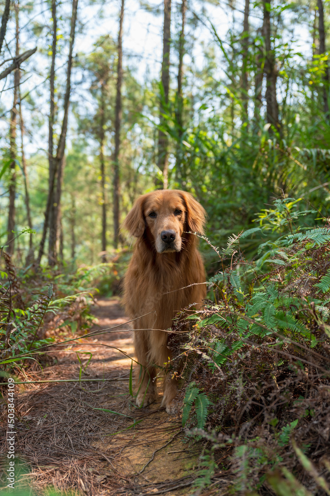 Golden Retriever in the jungle Golden Retriever in the jungle
