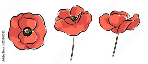 Hand-drawn red Flanders Poppy flowers