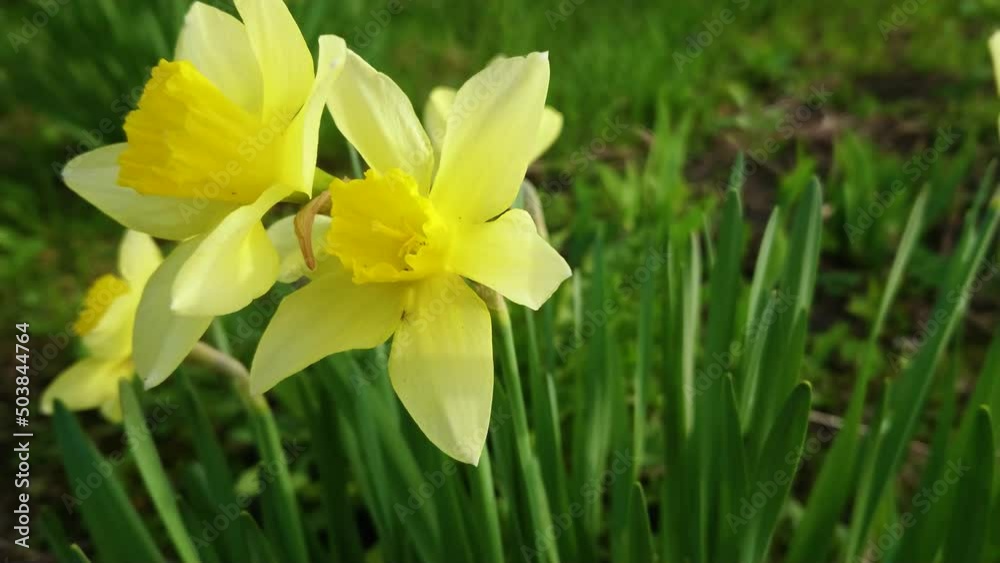 A garden plot in which flowers of narcissus are grown A garden plot in which flowers of narcissus are grown
