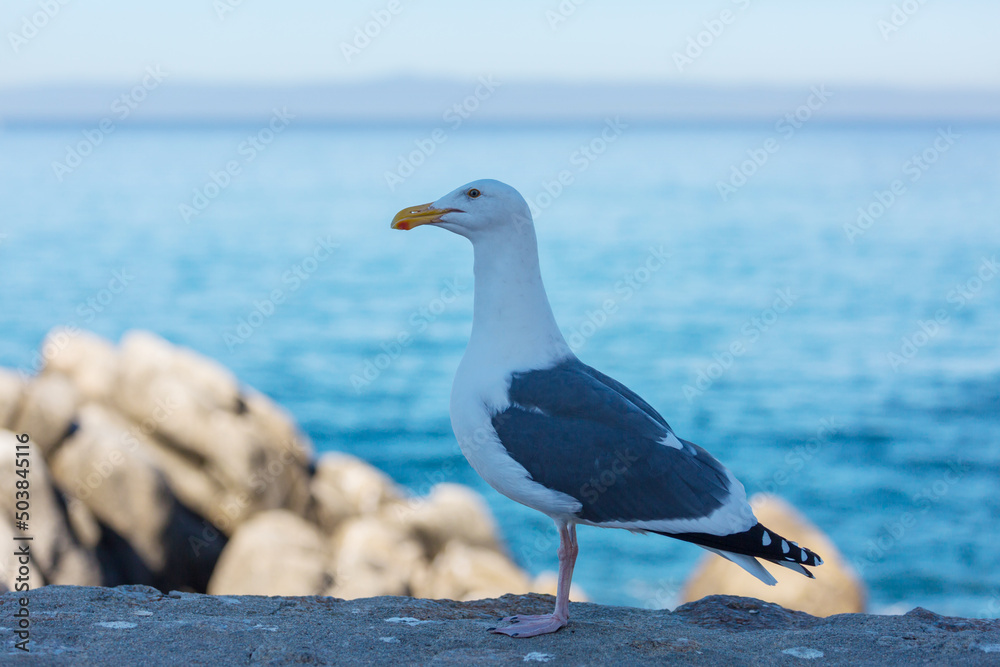 Sea gull