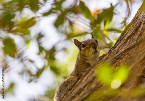 Squirrel photo