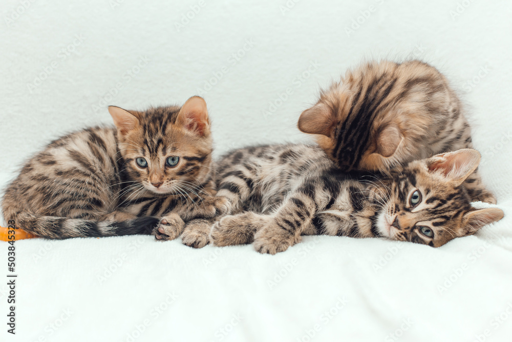 Three cute bengal kittens on a furry white blanket.
