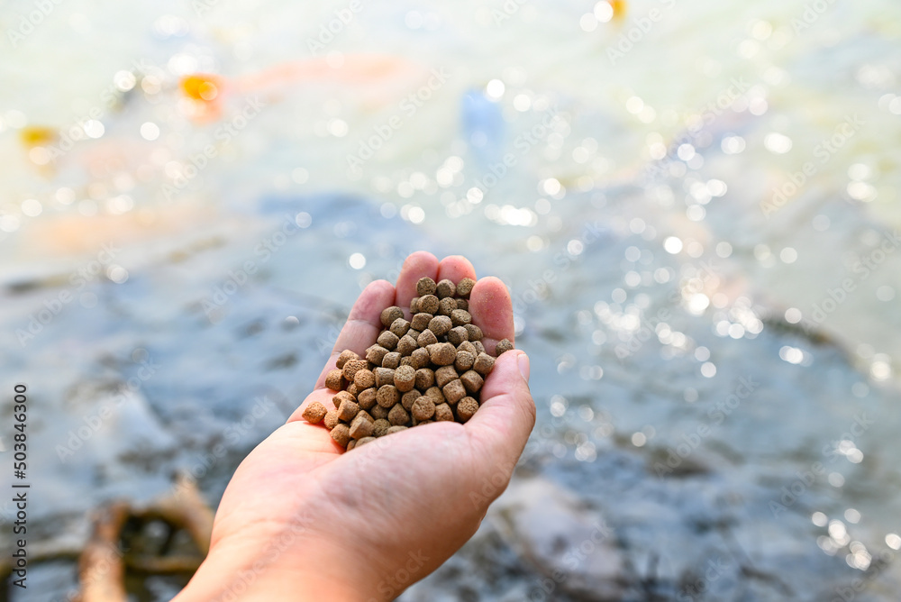 Feed the fish, close up brown pellets feeds for fish in hand, feed fish
