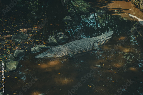 alligator at the yogyakarta zoo