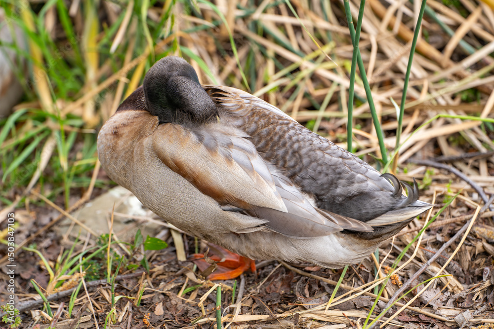 Mallard hybrid domestic duck sleeping with its beak buried in its feathers. Mallard hybrid domestic duck sleeping with its beak buried in its feathers.