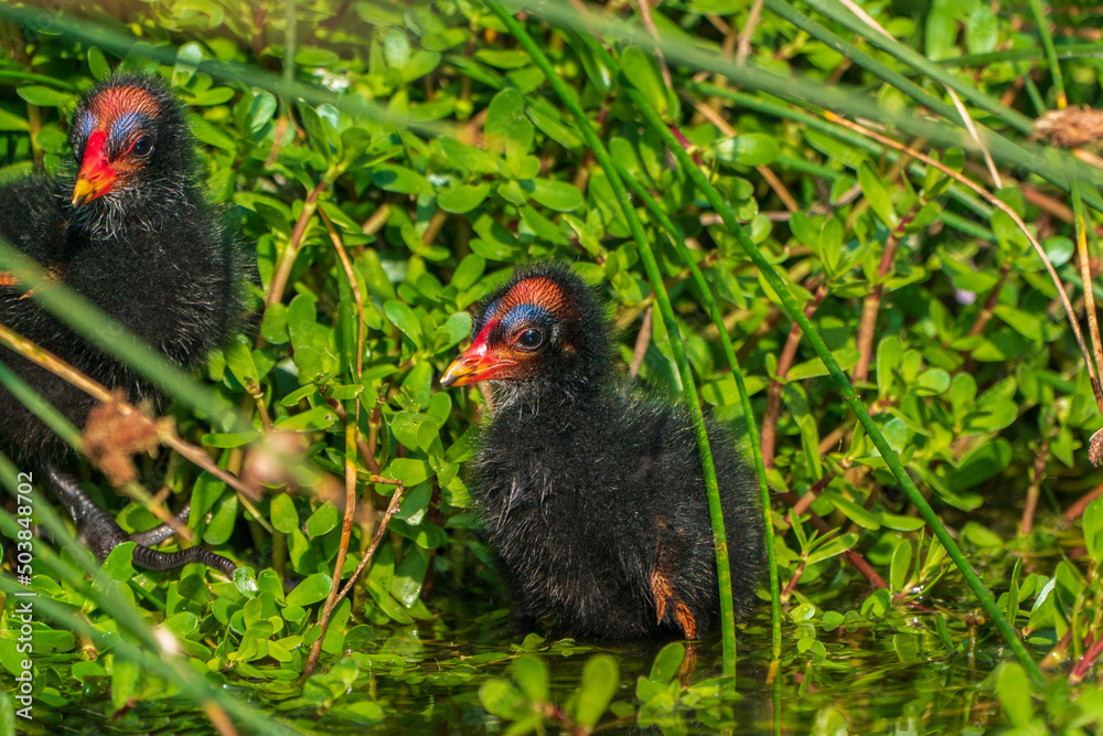 Pied-billed grebe's toddler years Pied-billed grebe's toddler years
