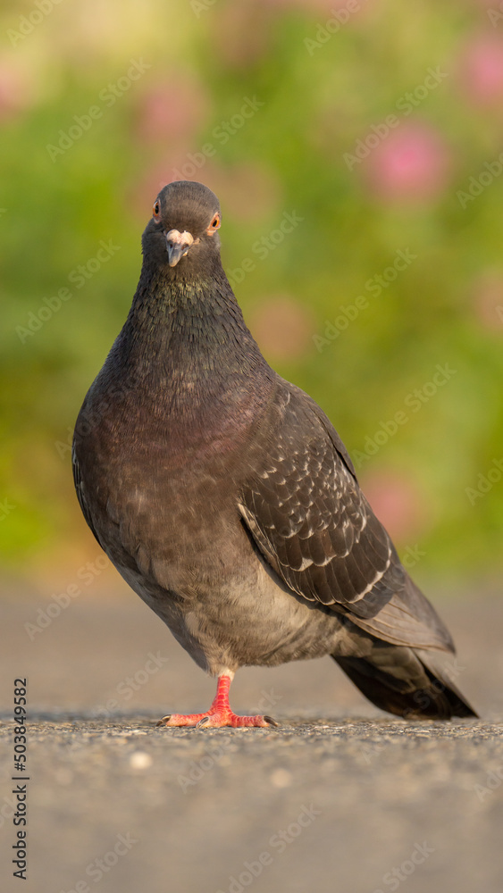 Obraz premium お茶目な鳩