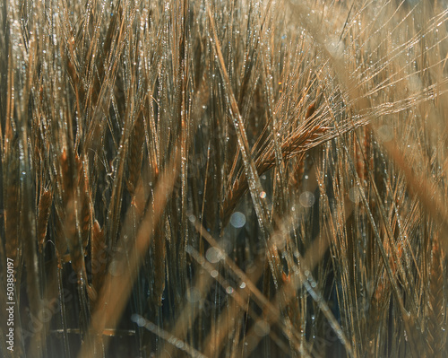 Wheat with beautiful morning dew drops on it