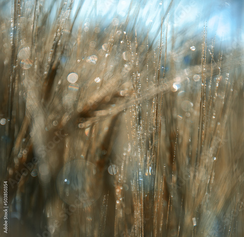 Wheat with beautiful morning dew drops on it