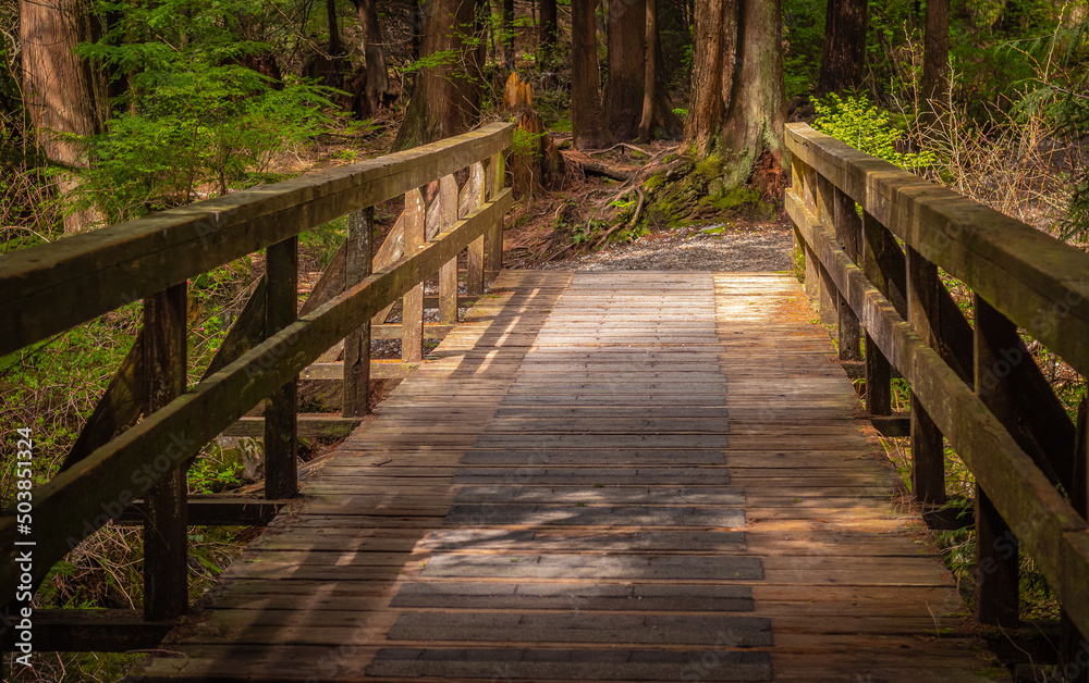 Eco path wooden walkway in the forest. Ecological trail path. Wooden path in the National park in Canada