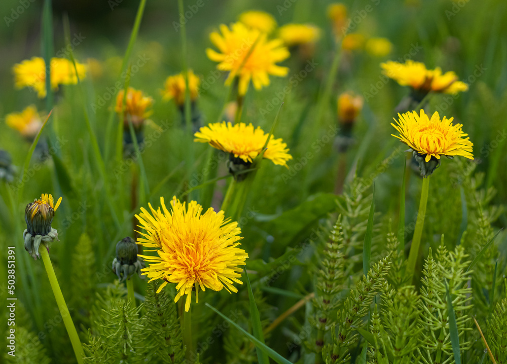 Dandelions in the meadow in spring time. Fresh yellow dandelions flowers in the field.