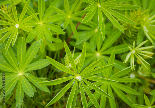 Wet lupine leaves Lupinus polyphyllus with rain drops background.