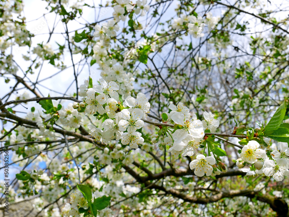 Cherry tree with white flowers blossoming in springtime Cherry tree with white flowers blossoming in springtime