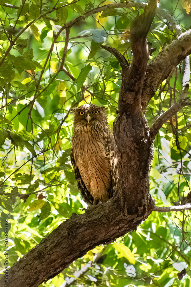 Indian Eagle-Owl, Bubo bengalensis, bird of prey standing in a tree in India
Indian Eagle-Owl, Bubo bengalensis, bird of prey standing in a tree in India