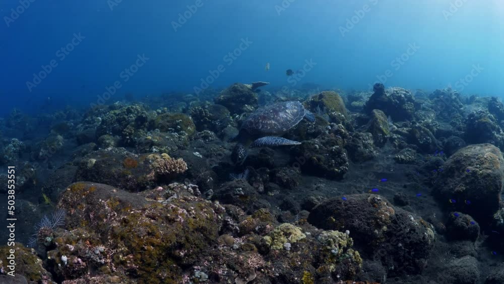 Green Turtle - Chelonia mydas swims along coral reefs and looking for food. Underwater world of Tulamben, Bali, Indonesia. Green Turtle - Chelonia mydas swims along coral reefs and looking for food. Underwater world of Tulamben, Bali, Indonesia.