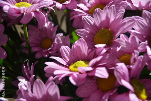 pink and white flowers