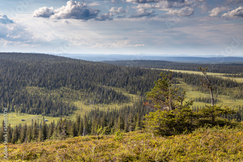View of nordic landscape in summer with boreal forest in Riisitunturi Nationalpark with gnarled tree in foreground, Lapland, Finland