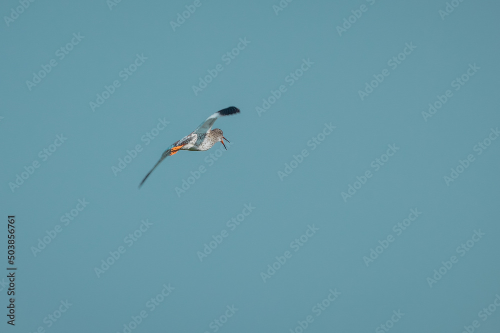 Obraz premium Common redshank or Tringa Totanus, typical bird in iceland seen in the flight. Beautiful bird with funny chirping sound on the meadows and skies in iceland with open beak.