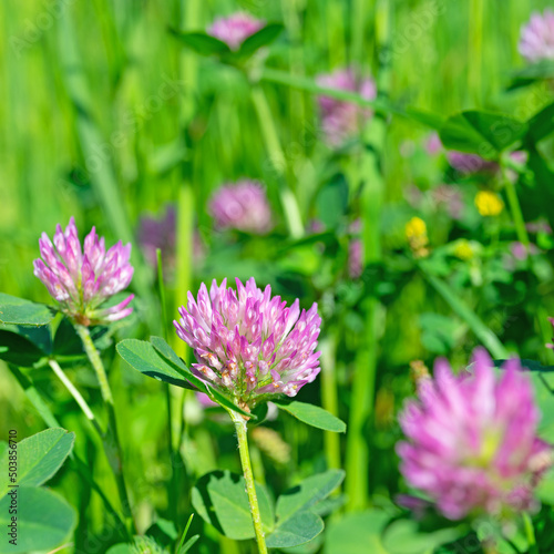 Bl  hender Rotklee  Trifolium pratense  Nahaufnahme