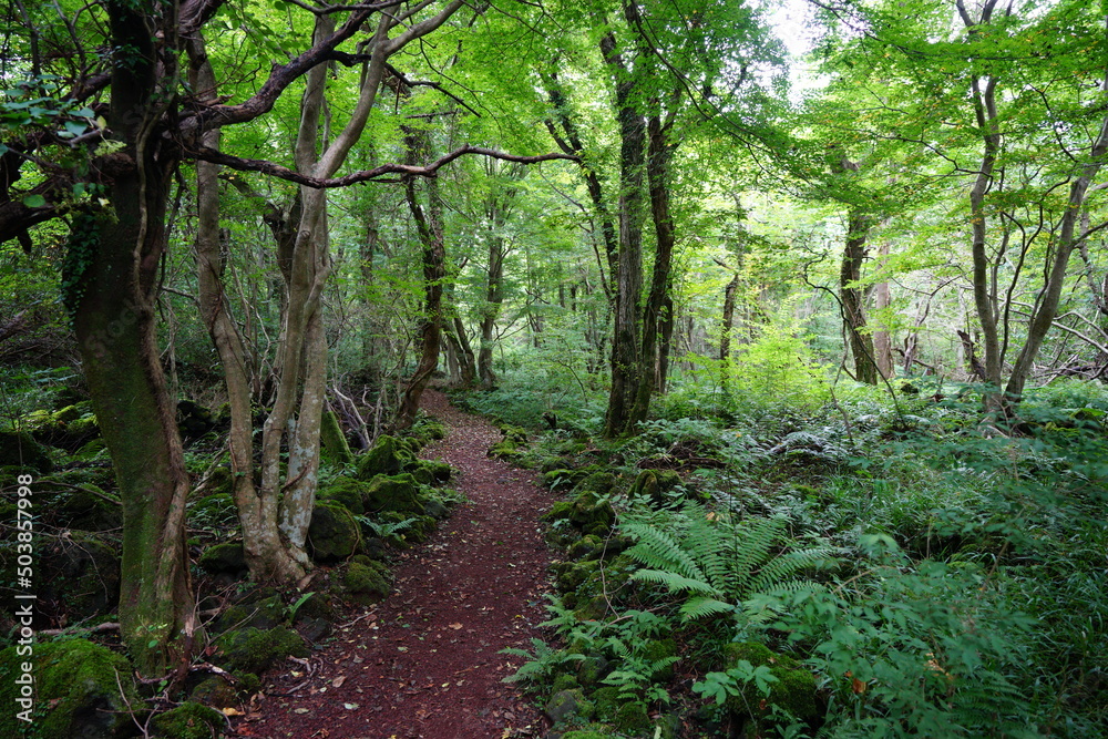 fine path through dense summer forest