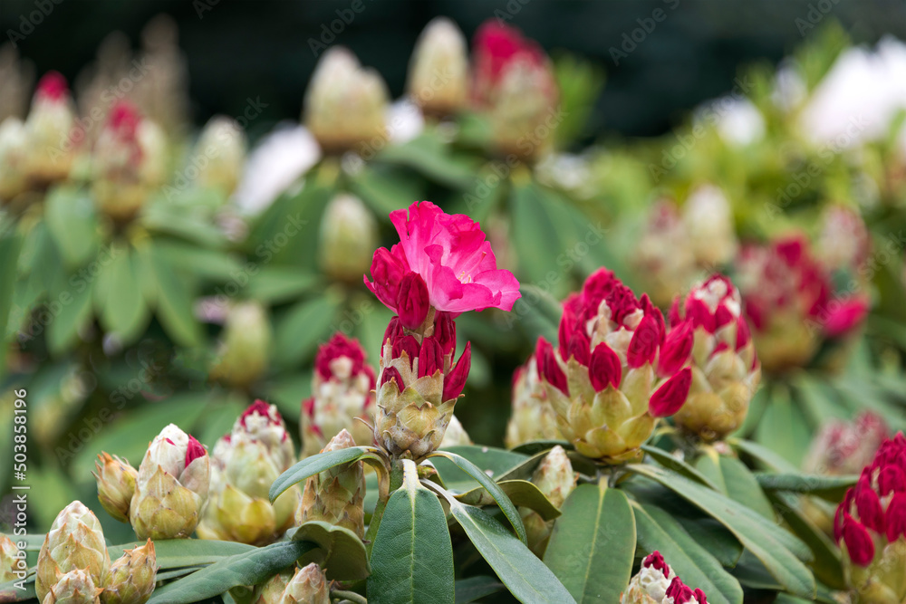 Rhododendron or Rosebay blossoms in spring garden, closeup. Ericaceae evergreen shrub, toxic leaves. Blooming azalea, decorative shrubs. Rhododendron or Rosebay blossoms in spring garden, closeup. Ericaceae evergreen shrub, toxic leaves. Blooming azalea, decorative shrubs.