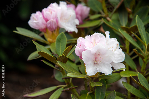 Rhododendron or Rosebay blossoms in spring garden, closeup. Ericaceae evergreen shrub, toxic leaves. Blooming azalea, decorative shrubs.